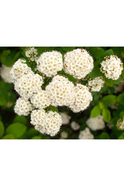 Спірея Ісланд цвітіння